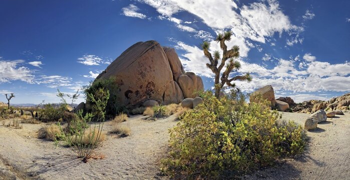 Huge granite rocks of Split Rocks and green Mojave Yucca or Spanish Dagger (Yucca schidigera), Joshua Tree National Park, Desert Center, California, USA