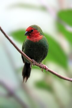 Red-throated Parrotfinch (Erythrura psittacea), adult, on branch, New Caledonia