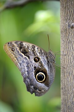 Owl Butterfly (Caligo eurilochus) on a phylum