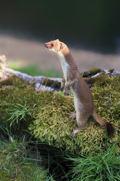 Ermine (Mustela erminea), adult, alert, standing upright, Surrey, England, United Kingdom