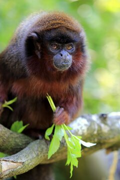 Coppery titi (Plecturocebus cupreus), adult, sits on tree, eating, animal portrait, captive