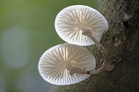 Ringed porcelain fungi (Oudemansiella mucida) on tree bark, Emsland, Lower Saxony, Germany