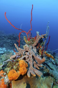 Coral reef with row pore sponge (Aplysina cauliformis) above, brown encrusting octopus sponge (Ectyoplasia ferox) in the middle, and orange Orange elephant ear sponge (Agelas clathrodes) below, Caribbean Sea near Playa St. Lucia, Camag&uuml;ey Province, Caribbean Sea, Cuba