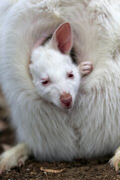 Red-necked wallaby (Macropus rufogriseus), Bennett's kangaroo, albino, juvenile, portrait, juvenile looking out of pouch, Cuddly Creek, South Australia, Australia