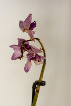 Dried orchid flower closeup
