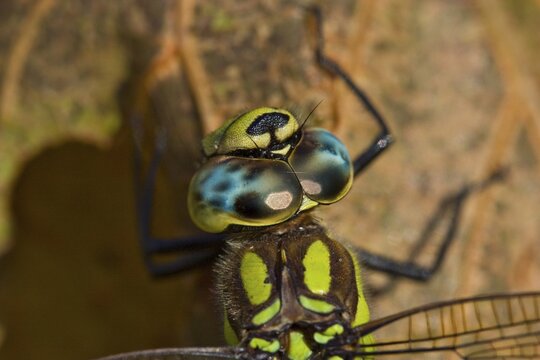 Common Hawker or Sedge Darner (Aeshna juncea)