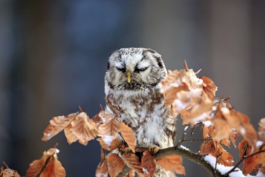 Tengmalm's owl (Aegolius funereus), adult resting on tree in winter, Zdarske Vrchy, Bohemian-Moravian Highlands, Czech Republic,