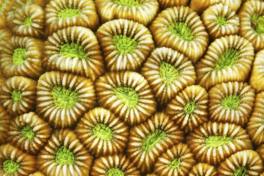 Detail, Brain coral (Faviidae) Polyps indented, Pacific Ocean, Sulu Lake, Tubbataha Reef National Marine Park, Palawan Province, Philippines