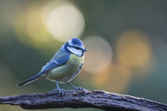 Blue Tit (Parus caerulea), Emsland region, Lower Saxony, Germany