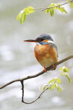 Common kingfisher (Alcedo atthis) perched on a branch, Cham, Switzerland, Europe