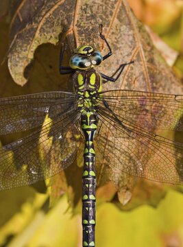 Common Hawker or Sedge Darner (Aeshna juncea)
