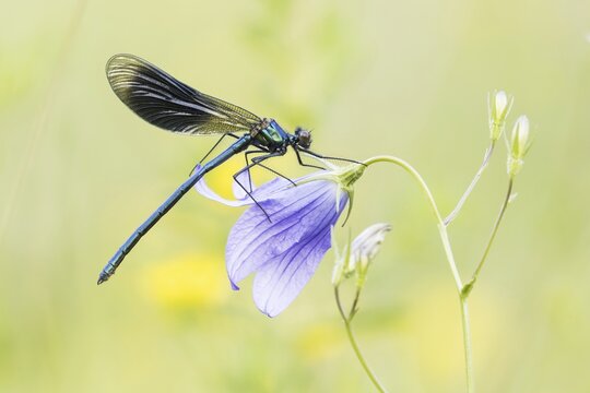 Banded demoiselle (Calopteryx splendens) to Spreading Bellflower (Campanula patula), Hesse, Germany