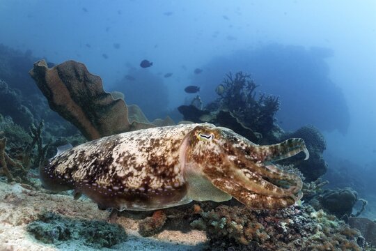Bbroadclub Cuttlefish (Sepia latimanus) over coral reef, Sabang Beach, Puerto Galera, Mindoro, Philippines