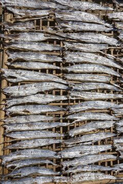 Fish laid out to dry on bamboo mats, Fishing Village Ngapali, Thandwe, Rakhine State, Myanmar