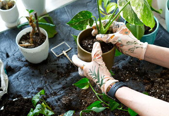 Hands are seen planting a green monstera plant into a brown pot during a gardening activity at home with soil and tools around in the afternoon © Natali