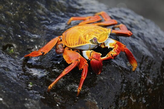 Red Clip Crab (Grapus grapus), Espanola Island, Galapagos, Ecuador, South America