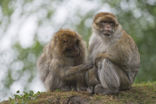 Barbary macaques (Macaca sylvanus), captive, North Rhine-Westphalia, Germany
