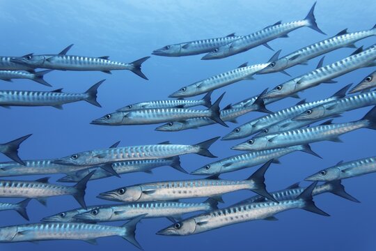 Swarm of fish Blackfin barracuda (Sphyraena qenie), swimming in blue water, close-up, Pacific Ocean, Sulu Lake, Tubbataha Reef National Marine Park, Palawan Province, Philippines