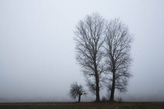 Bare trees in fog, silhouettes, Hesse, Germany