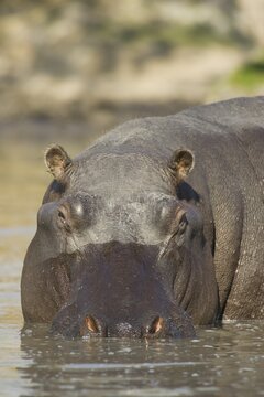 Hippopotamus (Hippopotamus amphibius) in the Lufupa River, Kafue National Park, Zambia