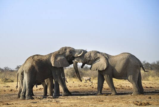 Two elephants playfully fighting, African Elephant (Loxodonta africana), Etosha National Park, Tsumcor waterhole, Namibia