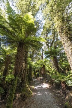Tree ferns (Cyatheales) on a hiking trail, West Coast, New Zealand