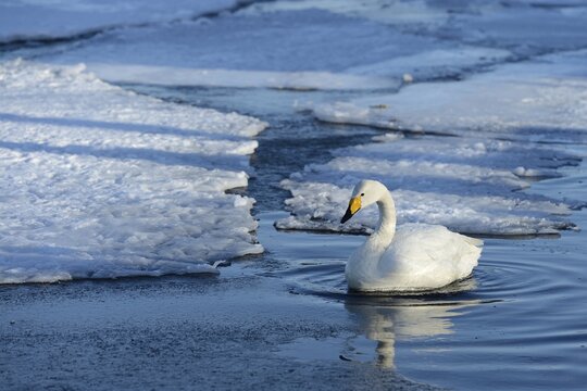 Whooper Swan (Cygnus cygnus) floating on ice-free section of ​​a frozen lake, Kussharo Lake,  Kawayu Onsen, Hokkaido, Japan