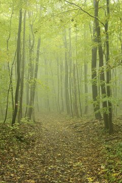 Hiking trail and deciduous forest in fog, Arnstein, Lower Austria, Austria, Europe