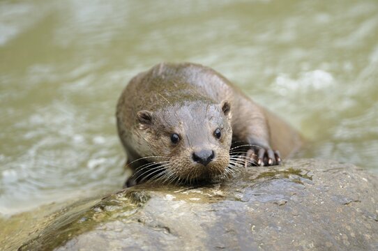 Portrait of a European Otter (Lutra lutra)