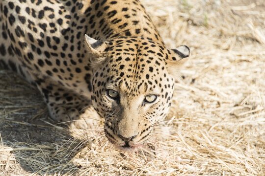 Leopard (Panthera pardus), Namibia