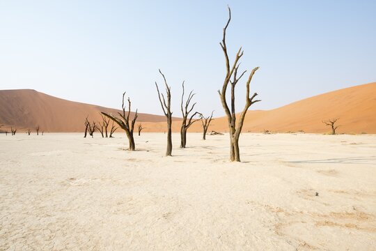 Dead camel thorn trees (Acacia erioloba) in Deadvlei, Sossusvlei, Namib Desert, Namibia