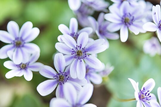 White-purple Hepatica or Liverwort (Hepatica), cultivar, close-up