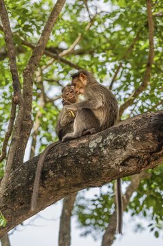 Two rhesus monkeys (Macaca mulatta), juveniles, Mudumalai Wildlife Sanctuary, Tamil Nadu, India