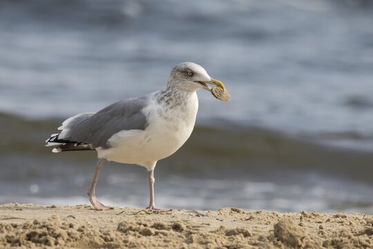 European herring gull (Larus argentatus), with shellfish in its beak, Usedom, Mecklenburg-Western Pomerania, Germany