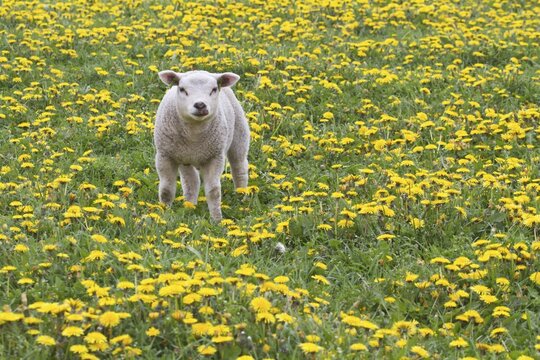 Lamb (Ovis orientalis aries) standing in dandelion meadow, Texel, The Netherlands