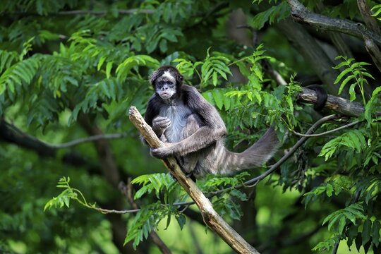White-bellied spider monkey (Ateles belzebuth), adult on tree, occurrence South America, captive