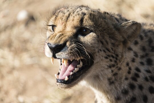 Cheetah (Acinonyx jubatus), Khomas, Namibia