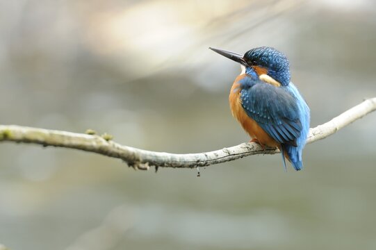 Kingfisher (Alcedo atthis) perched on a branch, Cham, Switzerland, Europe