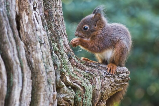 Young squirrel (Sciurus vulgaris), on a tree trunk, Emsland, Lower Saxony, Germany