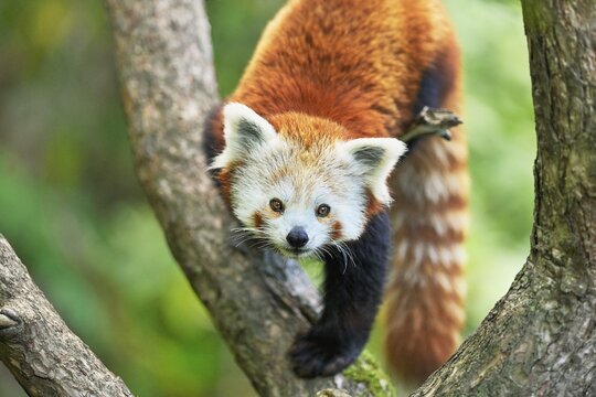 Red panda (Ailurus fulgens), captive, Switzerland