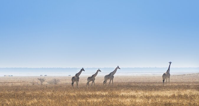 Giraffes (Giraffa camelopardis) walking through the dry grass, Etosha National Park, Namibia