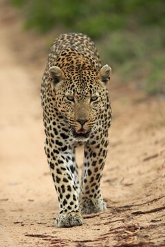 Leopard (Panthera pardus), adult, running, Sabi Sand Game Reserve, Kruger National Park, South Africa