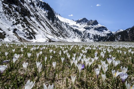 Meadow full of white and purple crocuses, sea of blossoms, snow-capped mountains, mountain landscape in spring, Oberbergtal, Oberissalm, Stubai Alps, Tyrol, Austria