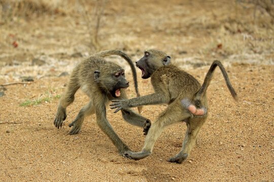 Chacma baboons (Papio ursinus), two males, half grown youngsters fighting, social behaviour, Kruger National Park, South Africa