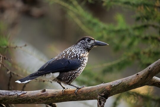 Spotted nutcracker (Nucifraga caryocatactes), adult, sitting on a branch, Austria