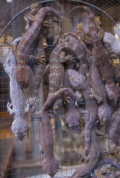 Many Geckos (Gekkonidae) densely packed in narrow cage, bird market, Pasar Ngasem, Yogyakarta, Java, Indonesia