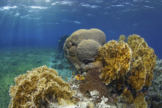 Typical coral reef in seagrass meadow with Red Sea fire coral (Millepora dichotomata), splendour anemone (Heteractis magnifica), Red Sea Red Sea clownfish (Amphiprion bicinctus), behind it Favia Lesser Valley Coral (Favia), Red Sea, Aqaba, Kingdom of Jordan