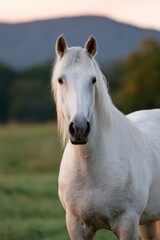 Naklejka premium White horse closeup portrait in grassy landscape with soft mountain backdrop at sunset showing detailed mane, expressive eyes and strong neck in warm light
