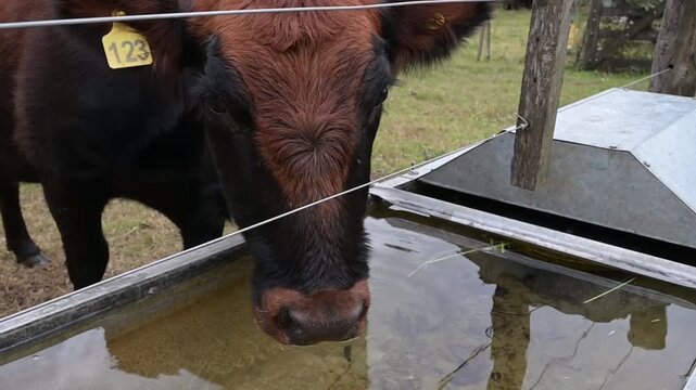 Vaca bebiendo en bebedero.