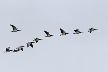 Weißwangengans (Branta leucopsis) © Rolf Müller